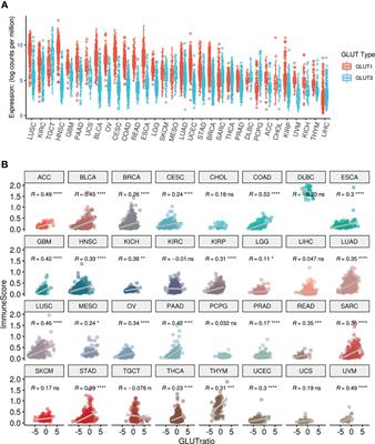 Different Glucose Metabolic Features According to Cancer and Immune Cells in the Tumor Microenvironment